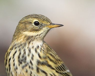 meadowpipit13 Meadow Pipit Derbyhaven, Isle of Man