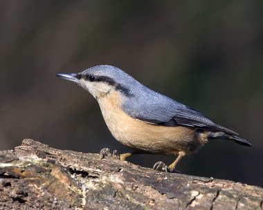 nuthatch190208 Nuthatch Private farm, Cheshire
