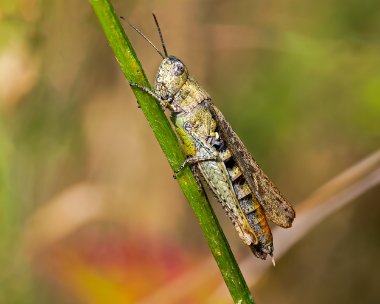 Generated image Grasshopper Salthouse, Norfolk