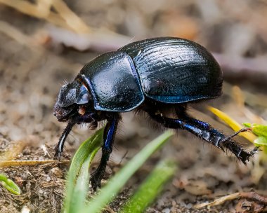 woodlanddorbeetle070723 Woodland Dor Beetle, Insh Marshes, Scotland