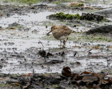 pectoralsandpiper170723 Pectoral Sandpiper (Record shot) Langness, Isle of Man
