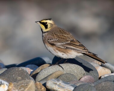 shorelark021125c Shore lark Point of Ayre, Isle of Man