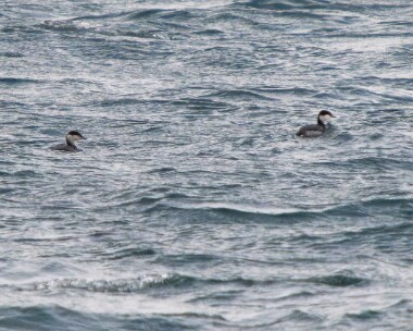 slavgrebe010126 Slavonian Grebe Derbyhaven, Isle of Man