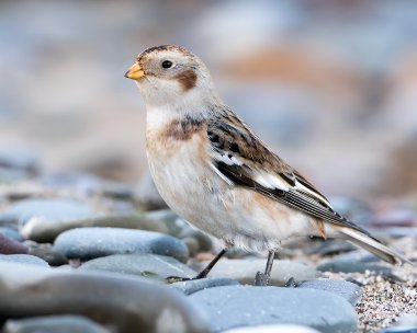 snowbunting191116 Snow Bunting Point of Ayre, Isle of Man