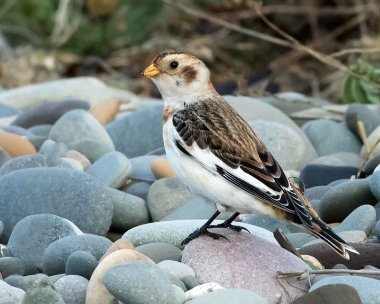snowbunting211115 Snow Bunting Point of Ayre, Isle of Man