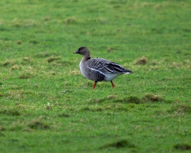 tundrabeengoose300126 Tundra Bean Goose Ballanette, Isle of Man