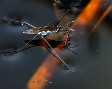 commonpondskater080526 Common Pond Skater Uath Lochans, Scotland