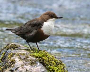 dipper050526s Dipper Nethy Bridge, Scotland