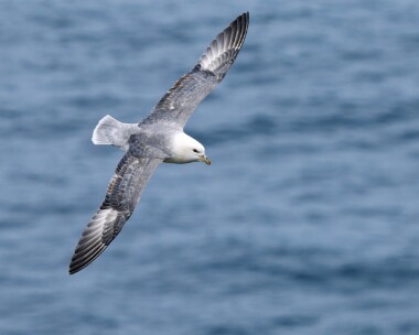 fulmar030526 Fulmar Troup Head, Scotland