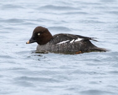 goldeneye060226b Goldeneye POA NR, Isle of Man