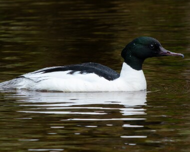 goosander060526s Goosander Loch Morlich, Scotland