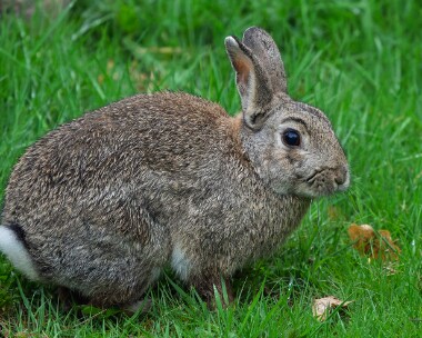 rabbit020526 Rabbit Nethy Bridge, Scotland