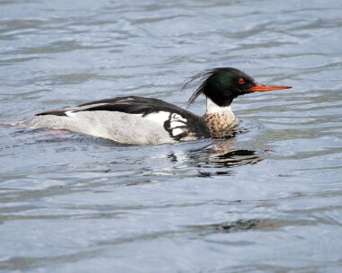 rbm020526 Red-breasted Merganser Loch Venachar, Scotland