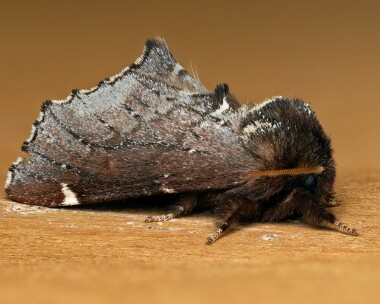 scarceprom040526 Scarce Prominent Tulloch, Scotland