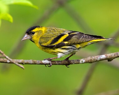 siskin030526 Siskin Nethy Bridge, Scotland