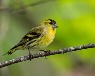 siskin030526b Siskin Nethy Bridge, Scotland