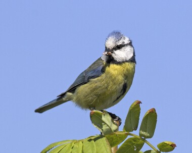 bluetit200507 Blue Tit Castletown, Isle of Man