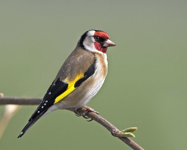 goldfinch20070414b