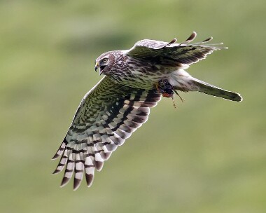 henharrier080707e