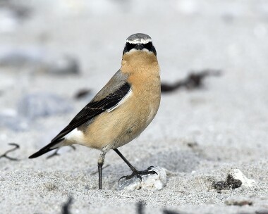 wheatear20070420f Northern (Greenland) Wheatear Sandwick, Isle of Man