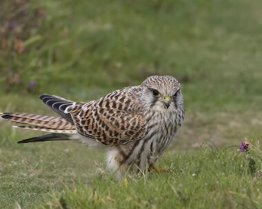 kestrel270908d