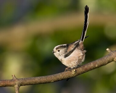 ltt011108