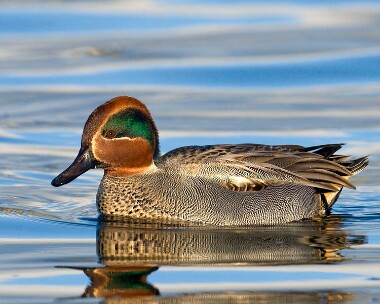 teal141208b