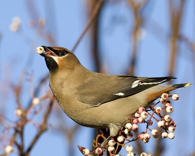 waxwing061208i