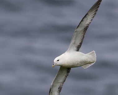 fulmar060609