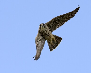 peregrine010809