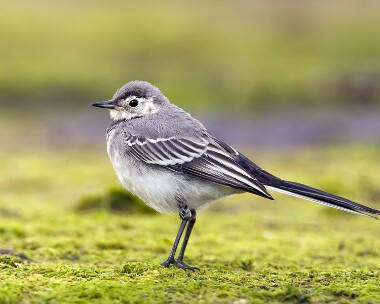 piedwagtail160709
