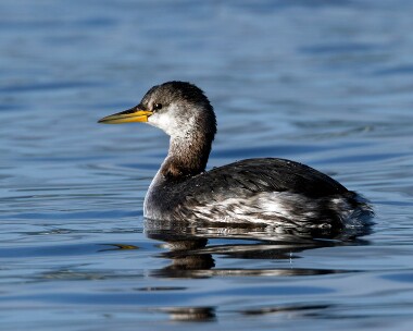 redneckgrebe101209