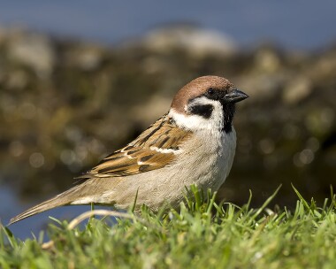 treesparrow250409
