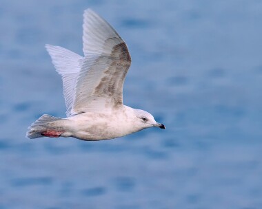 icelandgull140110
