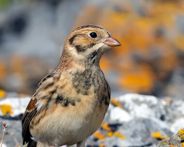 laplandbunting310810e