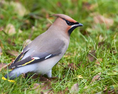 waxwing020111