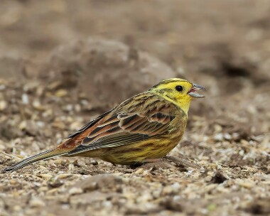 yellowhammer180410