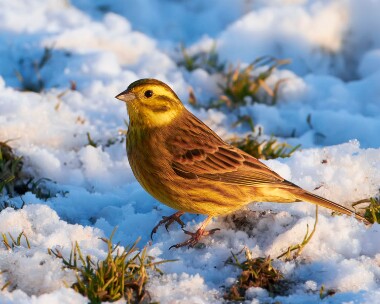 yellowhammer231210