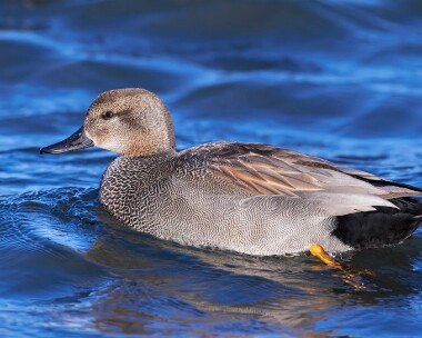 gadwall060111