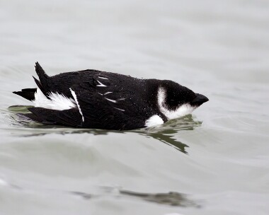 littleauk050211