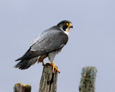peregrine160411