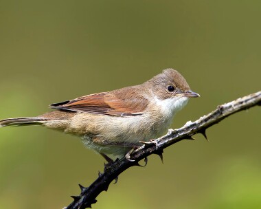 whitethroat180611