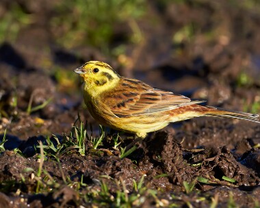 yellowhammer110211