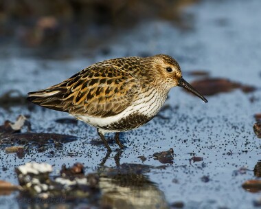dunlin040513 Dunlin Balranald, North Uist