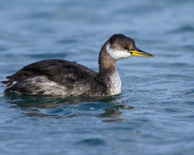 redneckedgrebe221213 Red-necked Grebe Derbyhaven bay, Isle of Man
