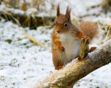 redsquirrel270313b Red Squirrel Nethy Bridge, Scotland