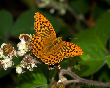 silverwashedfritilary290713 Silver-washed Frtillary Holt CP, Norfolk