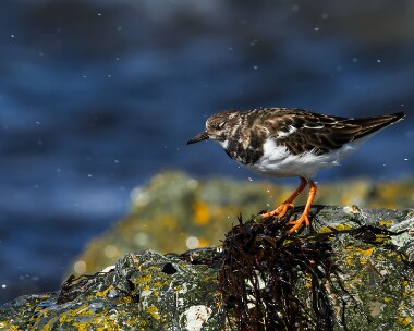 turnstone140413 Turnstone Fort Island, Isle of Man