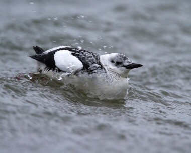 blackguillemot050114 Black Guillemot Derbyhaven, Isle of Man