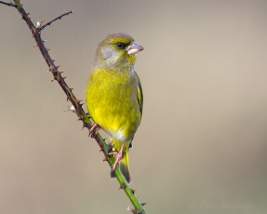 greenfinch151114 Greenfinch Langness, Isle of Man